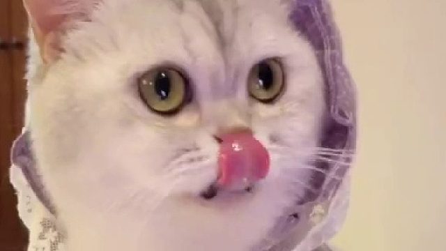 快艾特你的憨憨女友来看