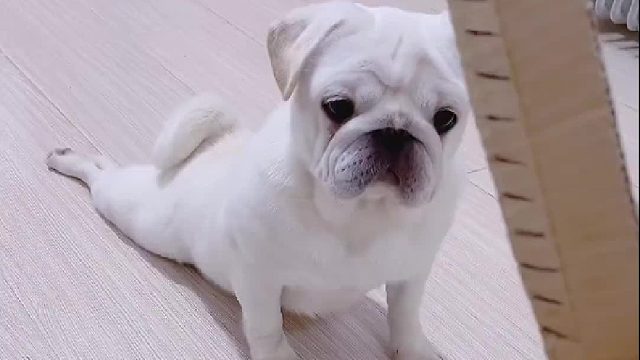 最后的眼神惊艳所有人！