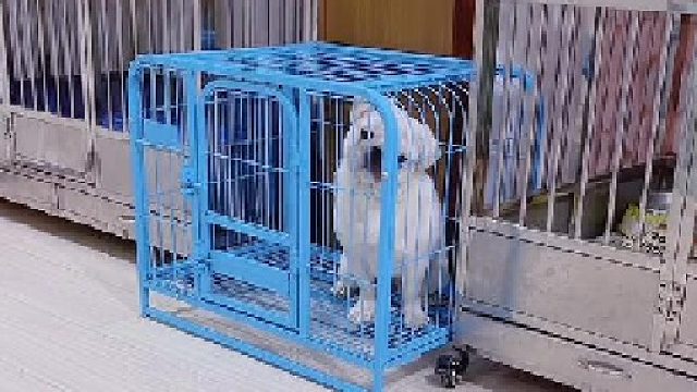 这狗反应真挺快！