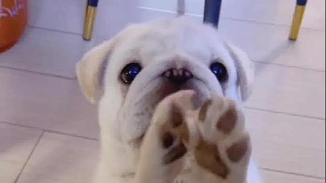 不知道你想不想也拥有一只这样的狗狗