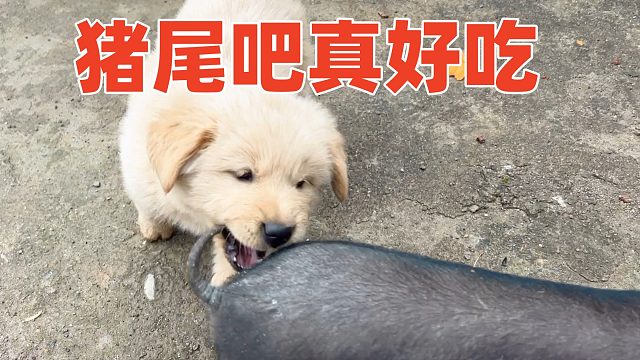 散步遭遇萌兽，猪三妹被欺负惨，老猪淡定骑狗【第144天】