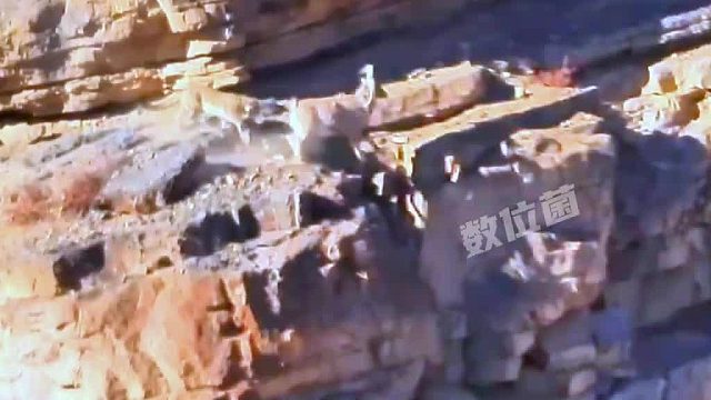 攀岩走壁的岩羊，为何被摔成一滩肉泥？原来是得意忘了形！