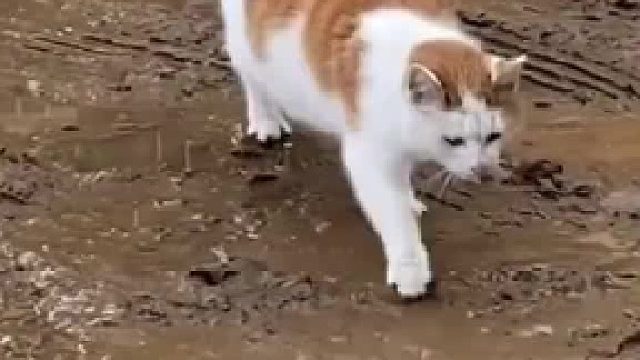 “可恶，我还不想弄脏我的新鞋”