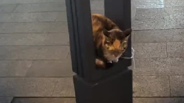 成都的猫果然也很热情