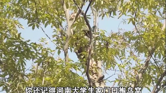 3大“牢底坐穿兽”，大学生掏鸟窝被判10年，这些动物可别碰3