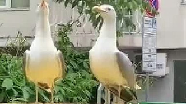 海鸥的叫声听起来像是幸灾乐祸嘲笑