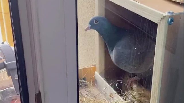 没想到有一天，我竟成了鸽子的备胎…