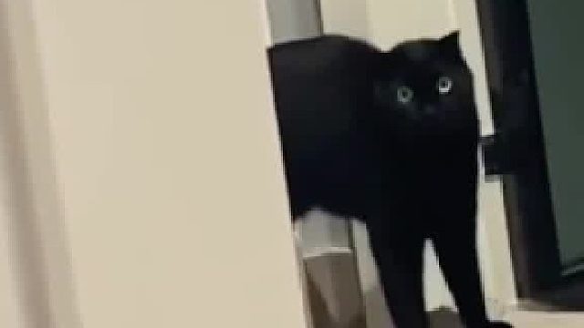 猫：不理我，越想越气，干一架吧