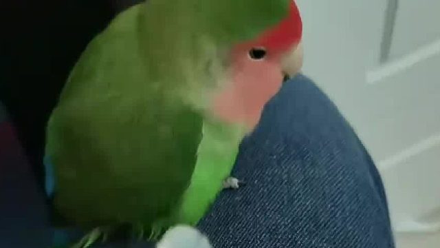 能下蛋么你就接它给的羽毛