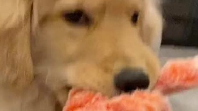 懂行的看下，这是正常金毛吗