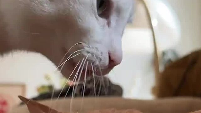 猫咪：从来没这么无语过  麻麻，求您了，咱家买个猫盆吧