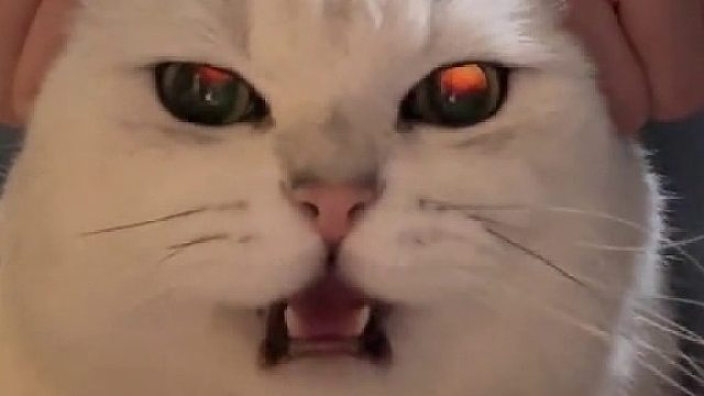 骑上我心爱的小猫托