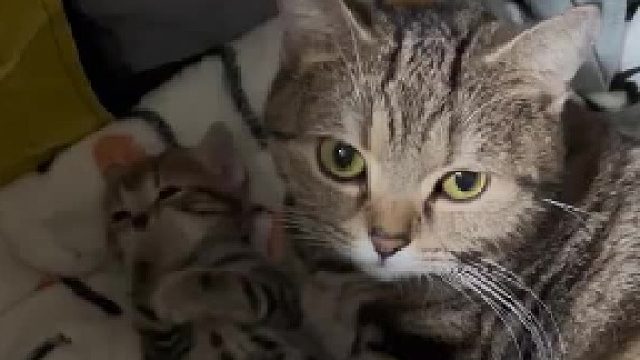 猫猫：看我的孩子可爱吧