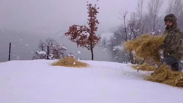 奇男子独居深山5年，不仅建造了最坚固的石屋，还喂养了20头奶牛