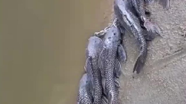 这一幕把人看呆了，谁的杰作太有才。