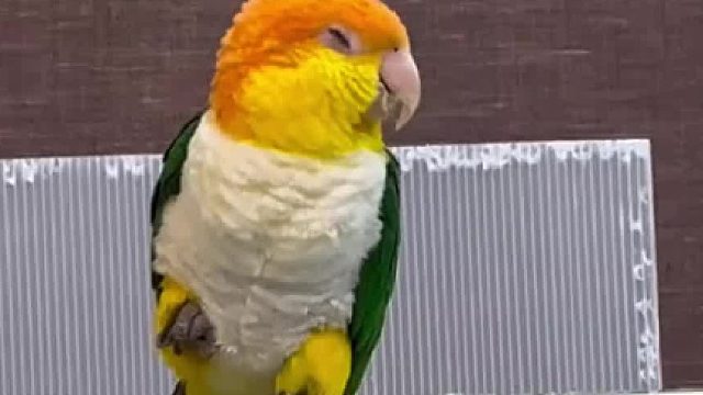 终于有秋裤鸡没电的时候了