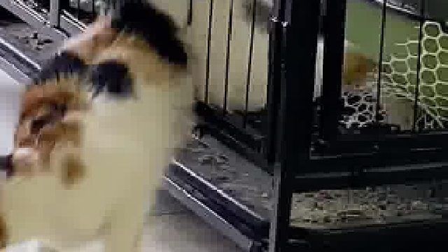 后面的三个猫咪惊呆了