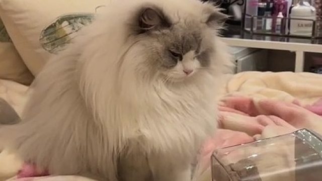 矫情猪不吃罐罐又要喂！ 本来是气的，转念一想不爱吃的罐头喂她都能吃点又觉得挺乖