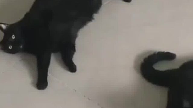 猫咪：劝你好好说话！
