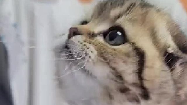 干饭最积极的小猫