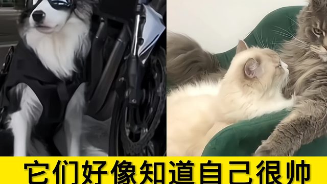 原来我的crush竟是它们：见过帅的，没见过这么帅的