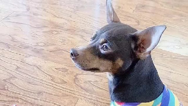 母老虎惹不起啊