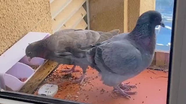 你们总说鸽子在我这连吃带拿却什么都没留下，今天就给你们看看它给我留下了什么…