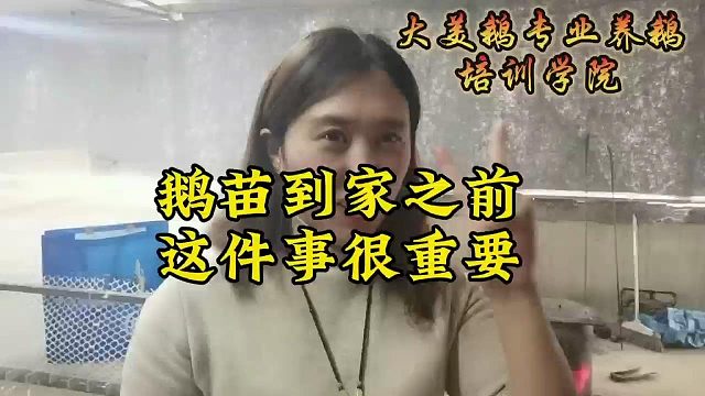 大美鹅教你鹅苗到家之前这样做 这件事很重要 来看看你做对了吗