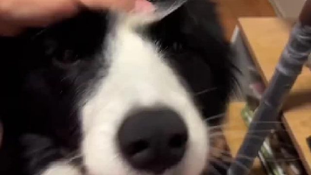 没见过这么主动的狗