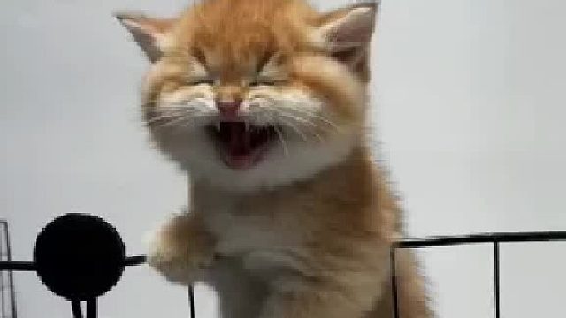 小猫可以治愈一切 超治愈的小萌猫  1斤的猫8两的反骨