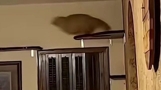 你的猫孩子也是这样玩吗