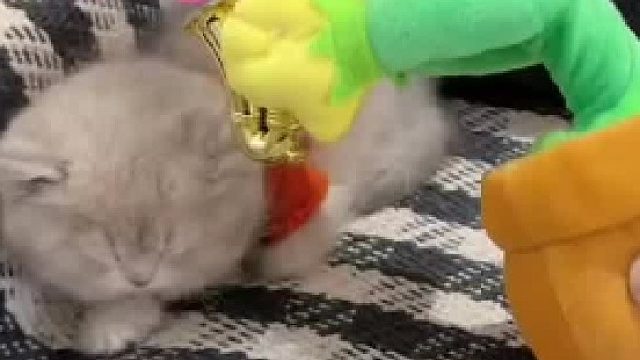 小奶猫的睡眠质量就是好，怎么叫都叫不醒