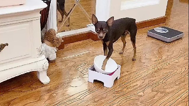 为了新衣服它也拼了