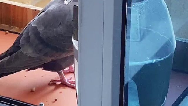 不在我这下蛋就算了，咋还表演孵蛋嘲讽我呢…