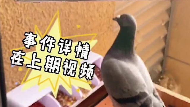 昨天的翻车事件，让鸽子对我的好感值就这么没了？