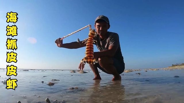 户外赶海：渔民在退潮后的海滩上寻找斑马皮皮虾的洞穴！