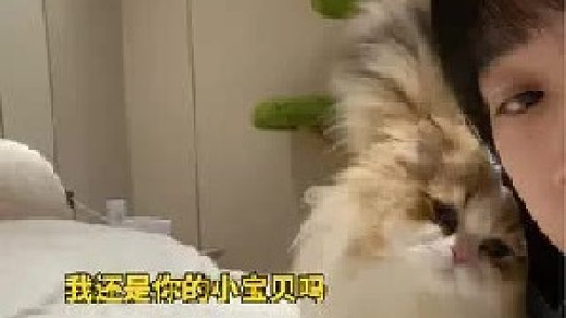 猫：我在干什么？？