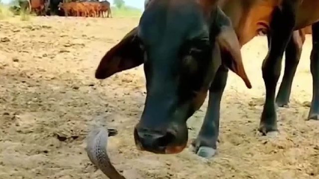 牛舔眼镜蛇