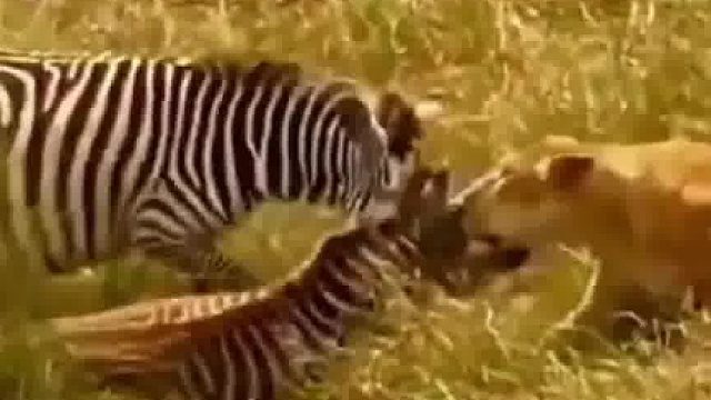 斑马踢开狮子救了孩子