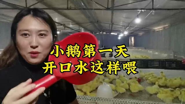 大美鹅教你小鹅第一天开口水这样喂 一定要了解这几点