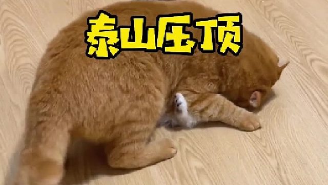 猫爸：儿子小时候得多打打，不然长大就打不过了！