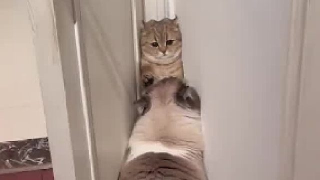 布偶把金渐层堵在角落里欺负，金渐层吓得耳朵都“稍息”了，“快帮帮它 它快要碎掉了”