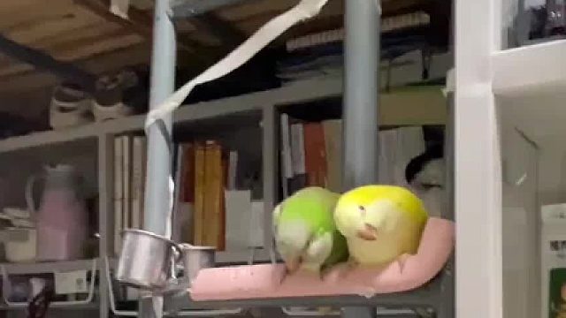 果然黄和尚鹦鹉都是呆呆兽