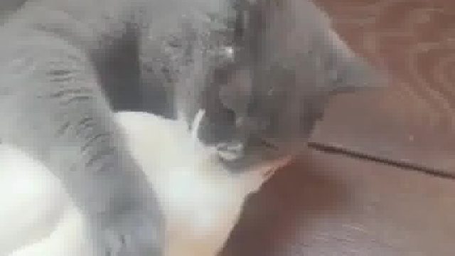 鸭子挑衅猫咪！结果被收拾了