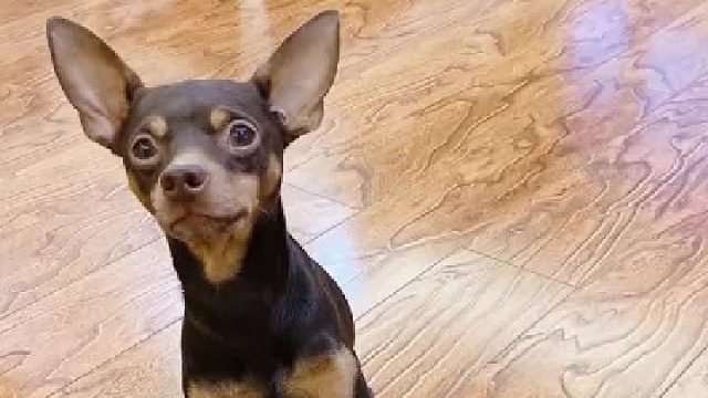 就小白这态度真难在这家里呆下去了（接上一视频）