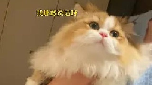 这回吵架我赢定了！！