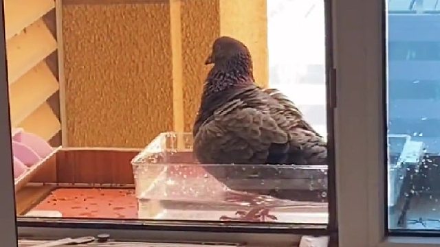 欢迎光临鸽浪漫，贵鸽一位楼上请