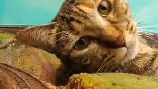 “没有零食，不许通过。”