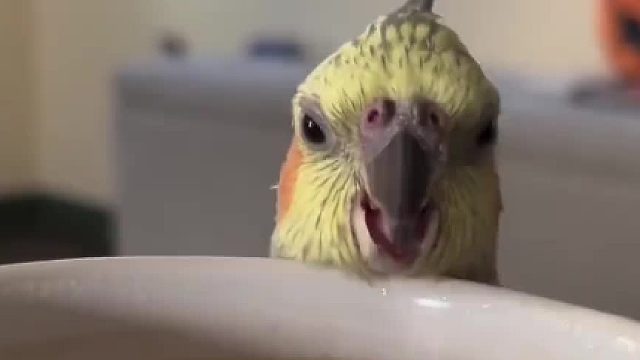 再馋也不能给你喝哈，咖啡对小鸡来说是不好的