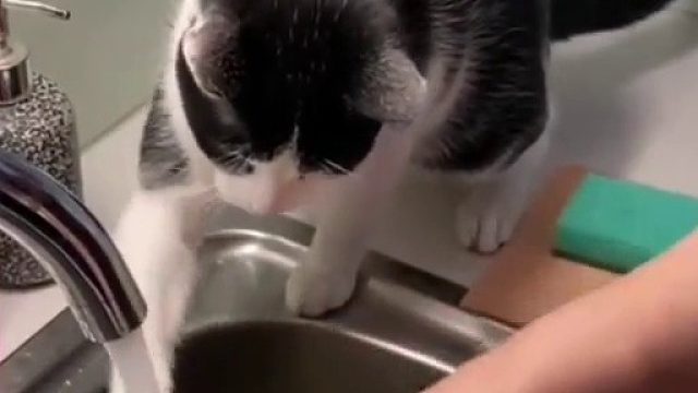 为了证明自己不是家里吃闲饭的，猫猫主动干家务